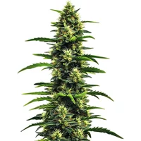 Gushers - Seeds Pack: 6-samen