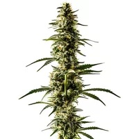 Lemon Skunk - Seeds Pack: 25-samen