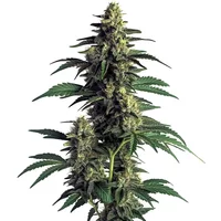 Northern Lights - Seeds Pack: 25-samen
