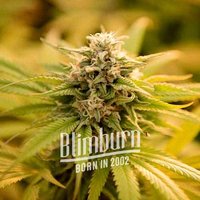 Pineaple Kush Regulär - Seeds Pack: 3-samen