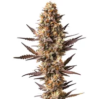 Pineapple Kush - Seeds Pack: 9-samen