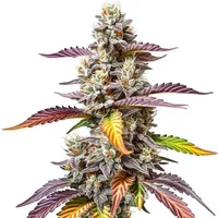 Pink Gorilla - Seeds Pack: 6-samen