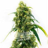 Power Plant - Seeds Pack: 6-samen