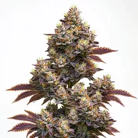 Purple Punch Auto - Seeds Pack: 3-samen