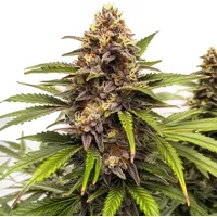 Runtz Auto - Seeds Pack: 25-samen