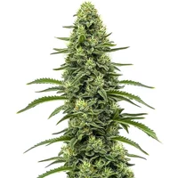 Skywalker - Seeds Pack: 9-samen