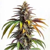 Sundae Driver - Seeds Pack: 9-samen