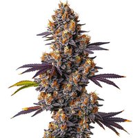Tropicana Cookies Purple - Seeds Pack: 25-samen