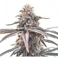 Wedding Cake - Seeds Pack: 6-samen