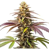Zkittlez - Seeds Pack: 25-samen