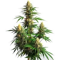 Amnesia Haze Auto - Seeds Pack: 3-samen