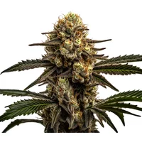 Apple Fritter - Seeds Pack: 6-samen