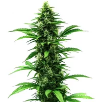 C Banana - Seeds Pack: 3-samen