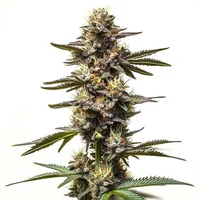 Cereal Milk - Seeds Pack: 3-samen