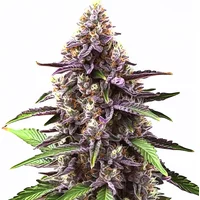 Grandaddy Purple Regular - Seeds Pack: 25-samen