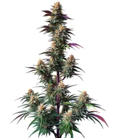Pink Runtz Auto - Seeds Pack: 3-samen