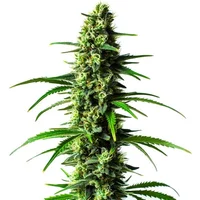 Super Skunk - Seeds Pack: 6-samen