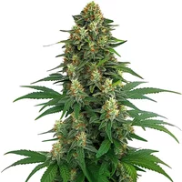 Tangie - Seeds Pack: 3-samen