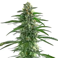 Trainwreck - Seeds Pack: 3-samen