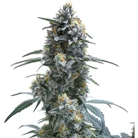 Trainwreck Auto - Seeds Pack: 3-samen