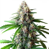 Wedding Cake Autoflower - Seeds Pack: 25-samen