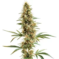 2046 Schnellversion - Seeds Pack: 3-samen
