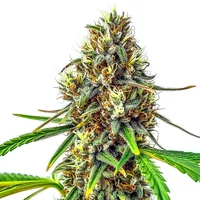 24K Gold Regulär - Seeds Pack: 3-samen