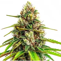 24k Gold Auto - Seeds Pack: 3-samen