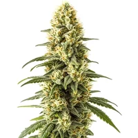 3 Kings - Seeds Pack: 3-samen