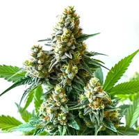 5 Alive - Seeds Pack: 3-samen