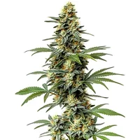 60 Day Wonder - Seeds Pack: 25-samen