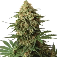 9 Pound Hammer - Seeds Pack: 3-samen