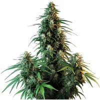 AK 47 Auto - Seeds Pack: 25-samen
