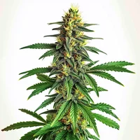 AK 47 Schnellversion - Seeds Pack: 3-samen