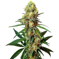 AK 47 Regulär - Seeds Pack: 25-samen