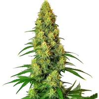AK 48 - Seeds Pack: 3-samen