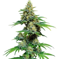 AK 59 - Seeds Pack: 3-samen