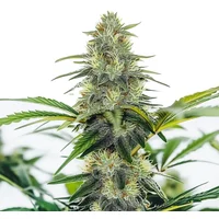 AK x White Widow Auto - Seeds Pack: 25-samen
