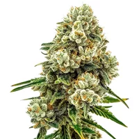 Acid Diesel - Seeds Pack: 3-samen