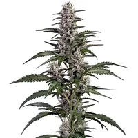 Afghan Auto - Seeds Pack: 3-samen