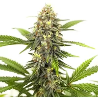 Afghan Hash Plant Regulär - Seeds Pack: 6-samen