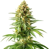 Afghan Kush x Blueberry - Seeds Pack: 25-samen