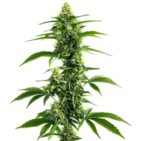 Afghan Kush x Super Skunk - Seeds Pack: 25-samen