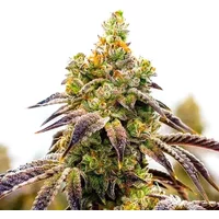 Afghan x Black Domina Auto - Seeds Pack: 25-samen