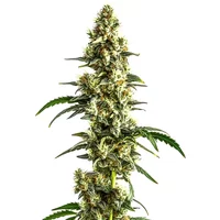 Agent Orange Regulär - Seeds Pack: 3-samen