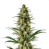 Agent Orange - Seeds Pack: 25-samen