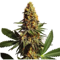 Ak x Somango Auto - Seeds Pack: 25-samen