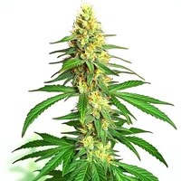 Ak59 Auto - Seeds Pack: 25-samen