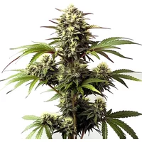 Alaskan Purple - Seeds Pack: 3-samen