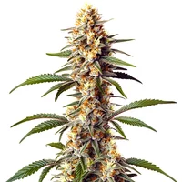 Alaskan x Kush x Brazil - Seeds Pack: 25-samen